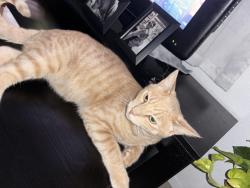 Lost Male Cat last seen Near Georgia st se, Albuquerque, NM 87108