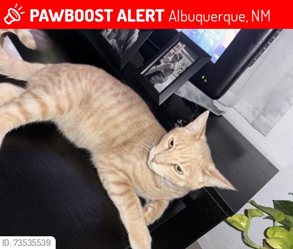 Lost Male Cat last seen Near Georgia st se, Albuquerque, NM 87108