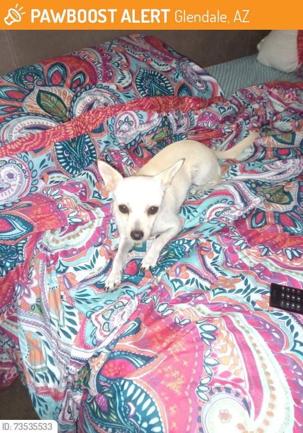 Found/Stray Female Dog last seen 51st and cactus, Glendale, AZ 85304