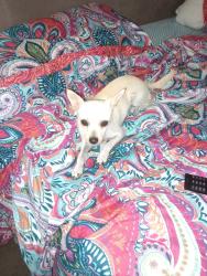 Found/Stray Female Dog last seen 51st and cactus, Glendale, AZ 85304