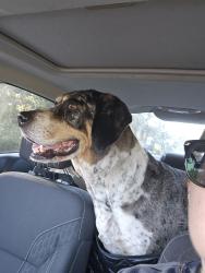 Reunited Unknown Dog last seen Naples St, Spring Hill, FL 34604, USA, Spring Hill, FL 34604
