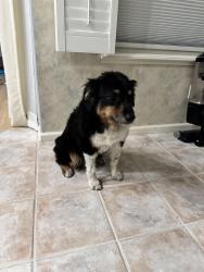 Reunited Unknown Dog last seen Near Granite Oaks, Rocklin, CA 95765