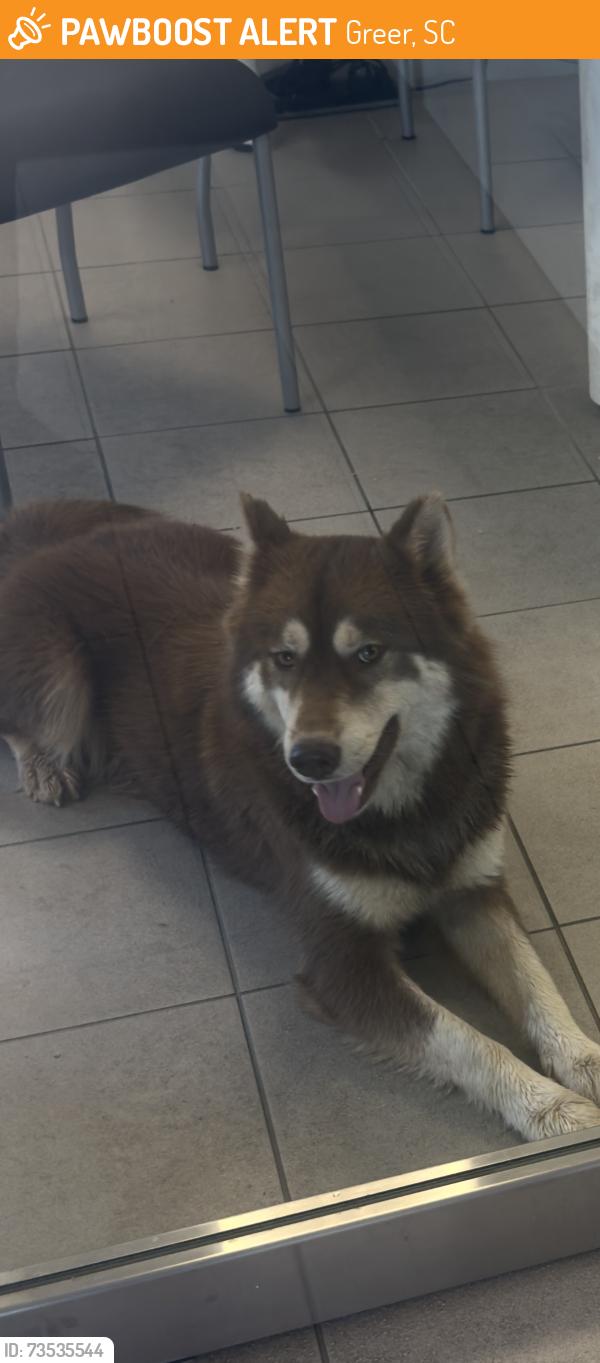 Found/Stray Unknown Dog last seen Walked in the hyundai dealership, Greer, SC 29651