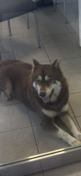 Found/Stray Unknown Dog last seen Walked in the hyundai dealership, Greer, SC 29651