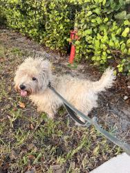 Found/Stray Male Dog last seen Near publix, Lake Worth Beach, FL 33460