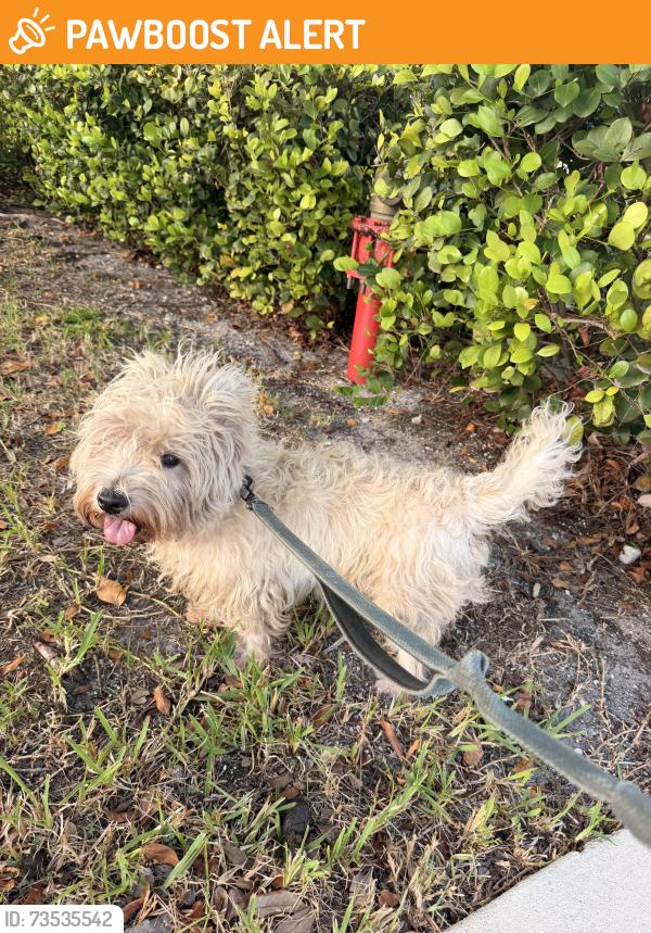 Found/Stray Male Dog last seen Near publix, Lake Worth Beach, FL 33460