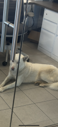 Found/Stray Unknown Dog last seen Walked in the hyundai store, Greer, SC 29651
