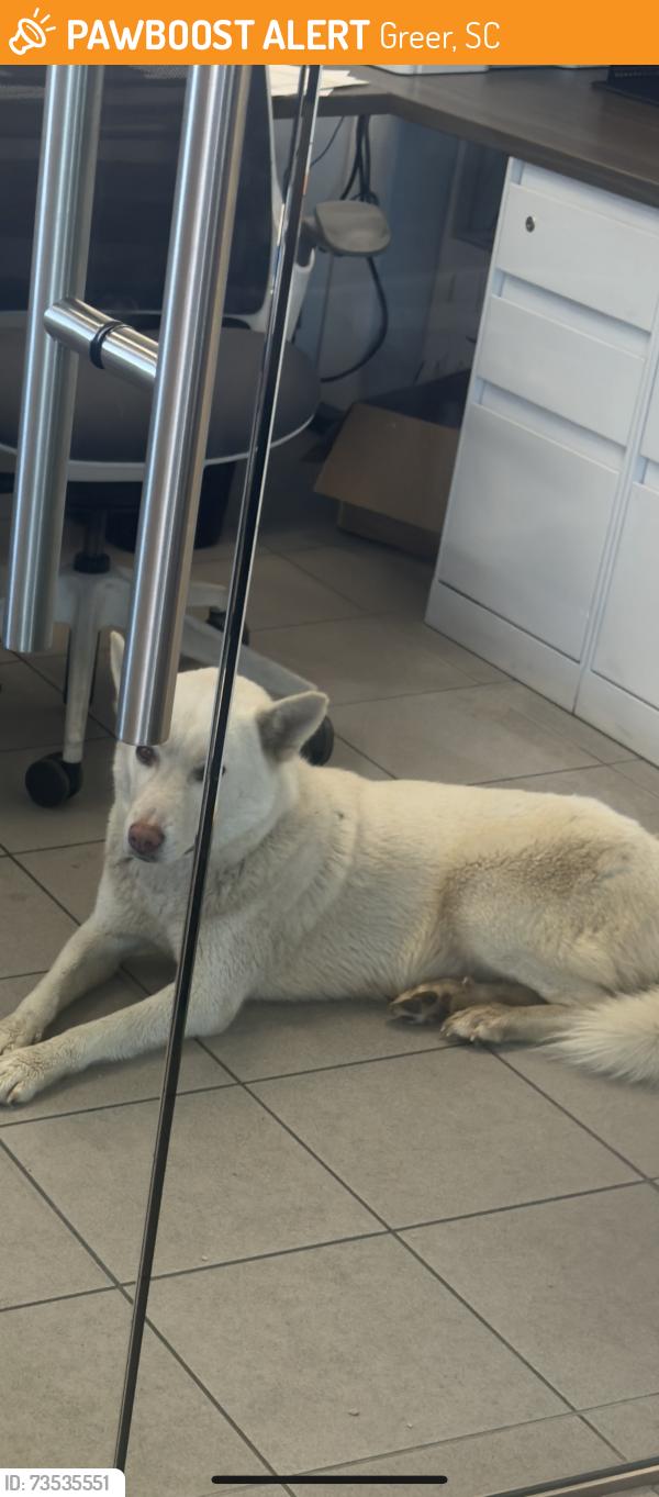 Found/Stray Unknown Dog last seen Walked in the hyundai store, Greer, SC 29651