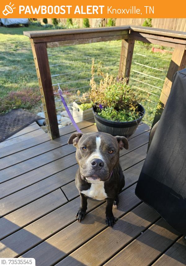 Found/Stray Male Dog last seen Westland at Morrell, Knoxville, TN 37919