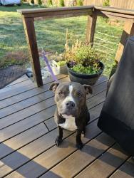 Found/Stray Male Dog last seen Westland at Morrell, Knoxville, TN 37919