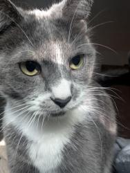 Reunited Female Cat last seen Corner of Midland and Turner, Springdale, AR 72764