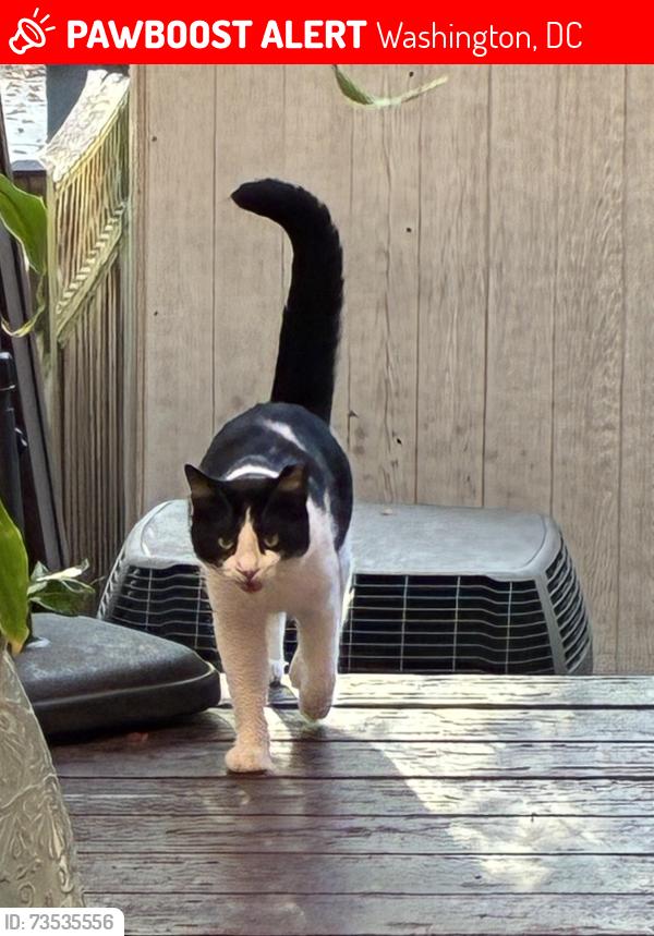 Lost Male Cat last seen Mt Pleasant St NW and Park Rd, Washington, DC 20010