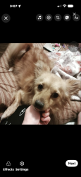 Lost Male Dog last seen Dogwoodroad Publix other side right side dogwood left please call me if seen, Ocala, FL 34472