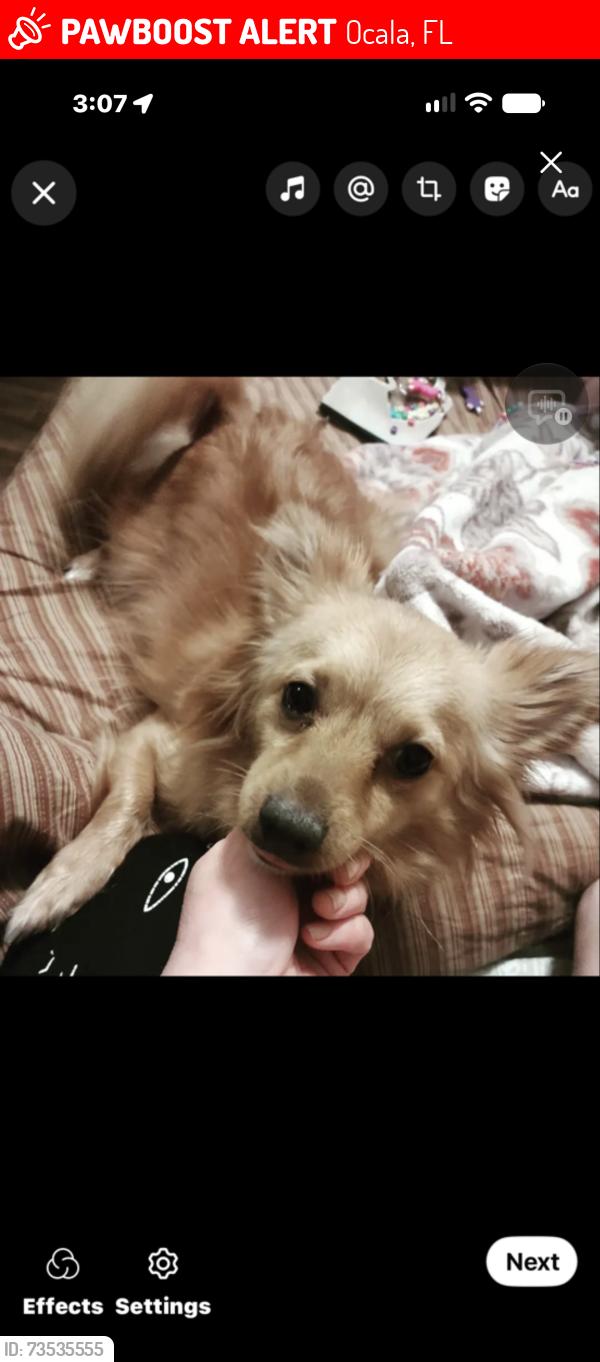 Lost Male Dog last seen Dogwoodroad Publix other side right side dogwood left please call me if seen, Ocala, FL 34472
