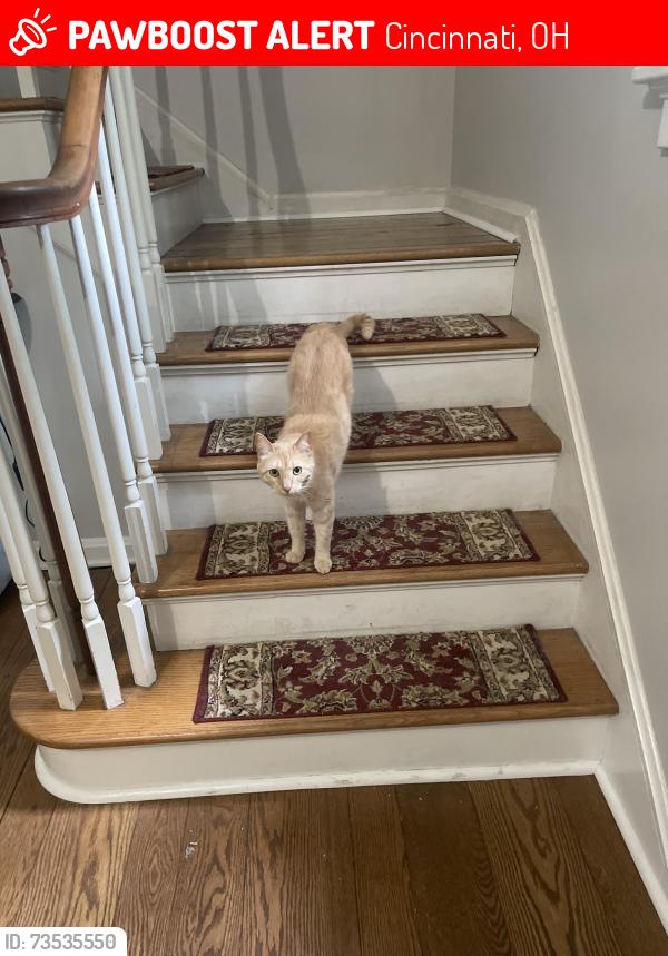 Lost Male Cat last seen Clifton and Resor, Cincinnati, OH 45220