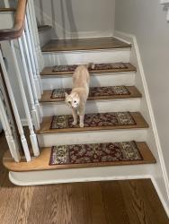 Lost Male Cat last seen Clifton and Resor, Cincinnati, OH 45220