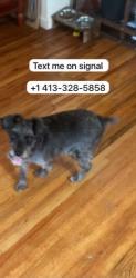 Found/Stray Unknown Dog last seen Near N. LaSalle Street, Chicago, Illinois 60602, Chicago, IL 60602