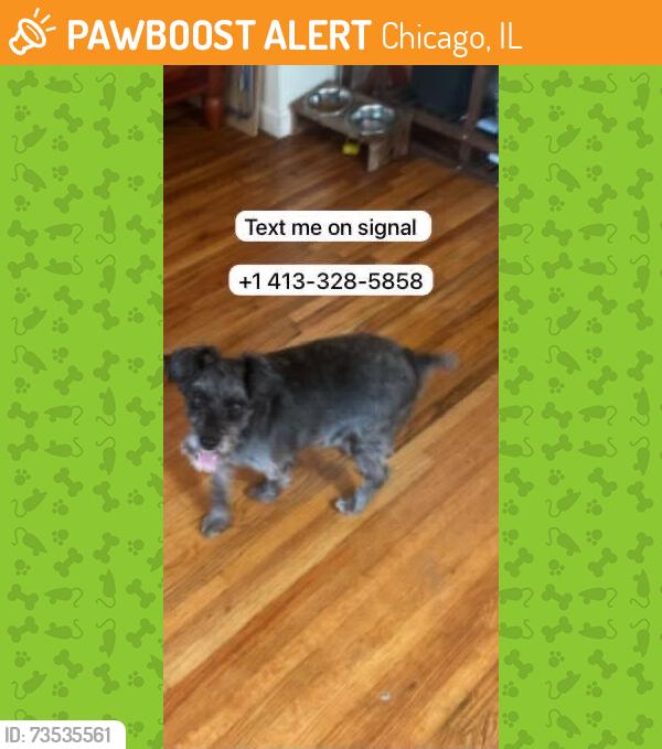Found/Stray Unknown Dog last seen Near N. LaSalle Street, Chicago, Illinois 60602, Chicago, IL 60602