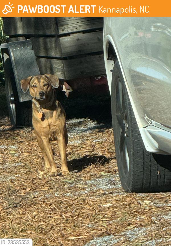 Found/Stray Unknown Dog last seen Eastway Ave and Hyde street, Kannapolis, NC 28083