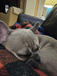 Reunited Male Dog last seen South Street, Clinton, NY 13323