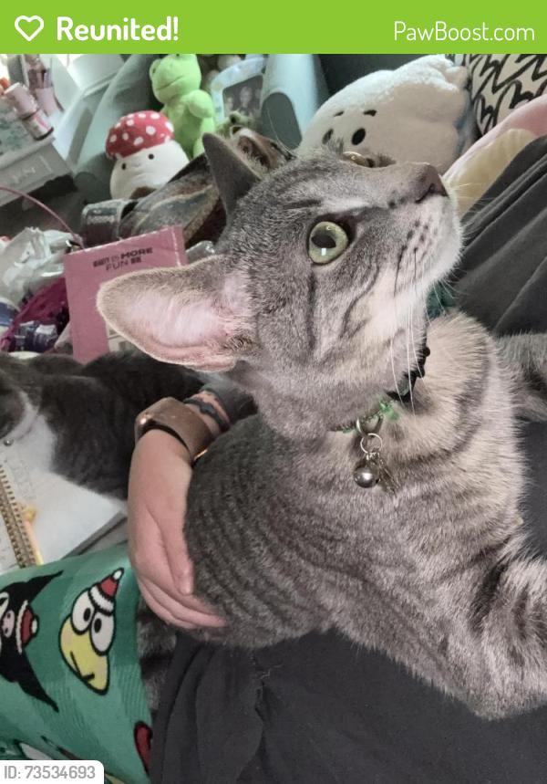Reunited Female Cat last seen Near e c st, Belleville, IL 62226