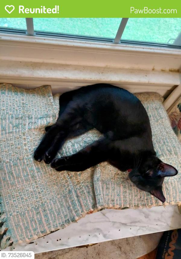 Reunited Male Cat last seen Kimberly Dr sw x McCormick way sw, Marietta, GA 30008