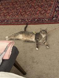 Reunited Female Cat last seen Near Webb Rd, Chadds Ford, PA 19317, USA, Chadds Ford, PA 19317