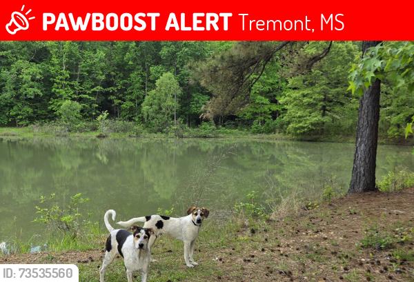 Lost Male Dog last seen State line Road, Tremont, MS 38876