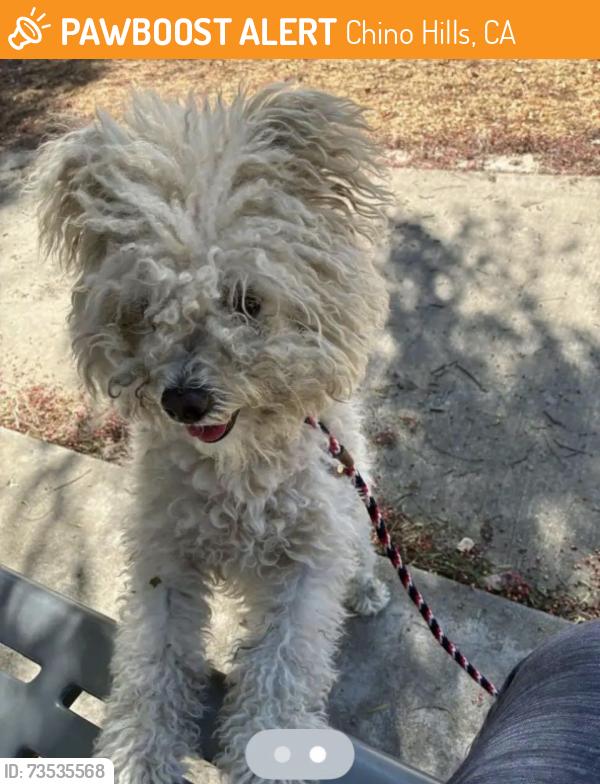 Found/Stray Male Dog last seen Skyview park Olympic View CHINO HILLS CA, Chino Hills, CA 91709