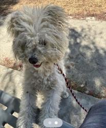 Found/Stray Male Dog last seen Skyview park Olympic View CHINO HILLS CA, Chino Hills, CA 91709