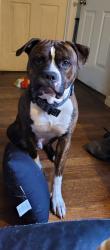Reunited Male Dog last seen Jewell Ave at byron, Middletown, OH 45042