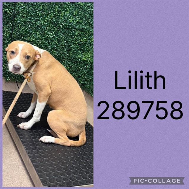 Shelter Stray Female Dog last seen FORT HILL ST, 4214 Fulton Mill Rd, Macon, GA 31216, USA