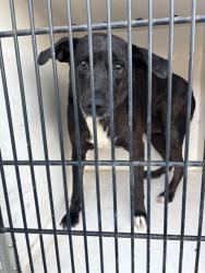 Shelter Stray Female Dog last seen RESEARCH PARK BLVD NW, 4950 SW Triana Blvd, Huntsville, AL 35805, USA