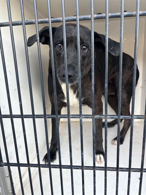 Shelter Stray Female Dog last seen RESEARCH PARK BLVD NW, 4950 SW Triana Blvd, Huntsville, AL 35805, USA