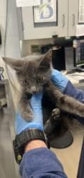 Shelter Stray Male Cat last seen ELON, 221 Stone Quarry Rd, Burlington, NC 27217, USA