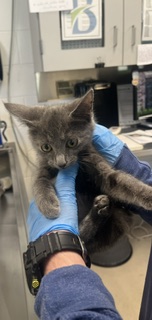 Shelter Stray Male Cat last seen ELON, 221 Stone Quarry Rd, Burlington, NC 27217, USA