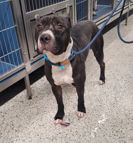 Shelter Stray Male Dog last seen Near BLOCK LILLIBRIDGE ST, DETROIT, MI 48213, 1431 E Ferry St, Detroit, MI 48211, USA