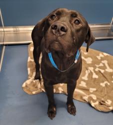 Shelter Stray Male Dog last seen Near BLOCK LILLIBRIDGE ST, DETROIT, MI 48213, 1431 E Ferry St, Detroit, MI 48211, USA