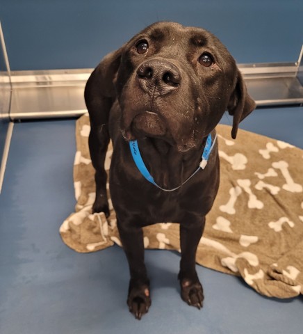 Shelter Stray Male Dog last seen Near BLOCK LILLIBRIDGE ST, DETROIT, MI 48213, 1431 E Ferry St, Detroit, MI 48211, USA