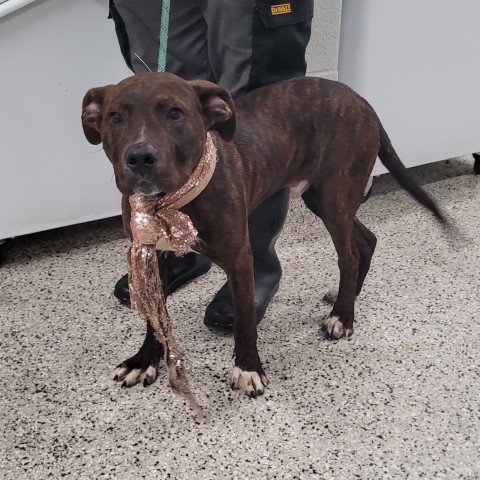 Shelter Stray Male Dog last seen Near BLOCK WALTHAM ST, DETROIT, MI 48205, 1431 E Ferry St, Detroit, MI 48211, USA