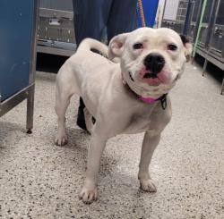Shelter Stray Female Dog last seen Near BLOCK WORMER ST, DETROIT, MI 48219, 1431 E Ferry St, Detroit, MI 48211, USA