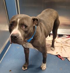 Shelter Stray Male Dog last seen Near BLOCK WORMER ST, DETROIT MI 48219, 1431 E Ferry St, Detroit, MI 48211, USA