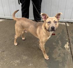 Shelter Stray Male Dog last seen Near BLOCK SHEPHERDSVILLE ROAD, 3528 Newburg Rd, Louisville, KY 40218, USA