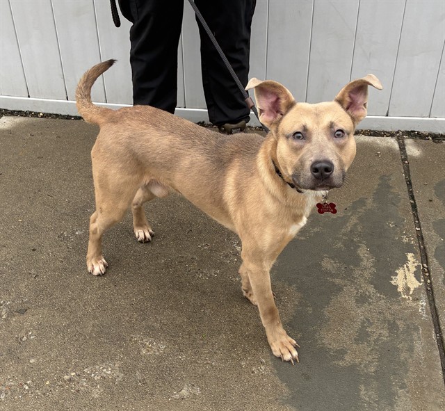 Shelter Stray Male Dog last seen Near BLOCK SHEPHERDSVILLE ROAD, 3528 Newburg Rd, Louisville, KY 40218, USA