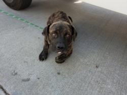 Shelter Stray Male Dog last seen , 957 N Gaffey St, San Pedro, CA 90731, USA