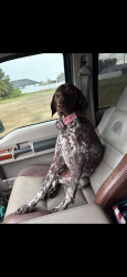 Lost Female Dog last seen Near NW 14th St Cape Coral, FL 33993 United States, Cape Coral, FL 33993
