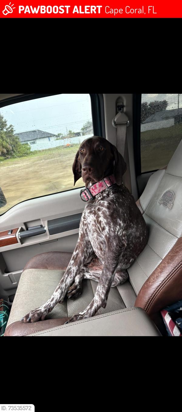Lost Female Dog last seen Near NW 14th St Cape Coral, FL 33993 United States, Cape Coral, FL 33993