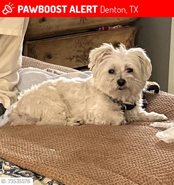 Lost Male Dog last seen Bowling Green Park and Community Garden, Denton, TX 76201