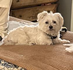 Lost Male Dog last seen Bowling Green Park and Community Garden, Denton, TX 76201