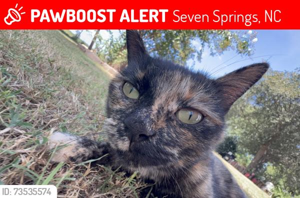Lost Female Cat last seen Outlaws Bridge Rd, Oscar’s Salon & Barberia, Seven Springs, NC 28578